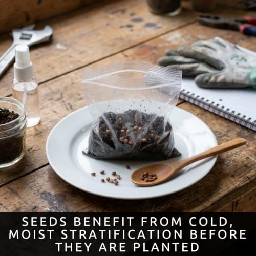 100 Redbud Tree Seeds | Flowering Tree Seeds - Image 6