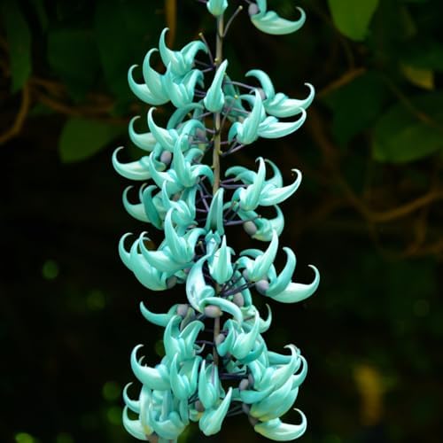 4 Climbing Jade Seeds | Tropical Climbing Vine Seeds - Image 3
