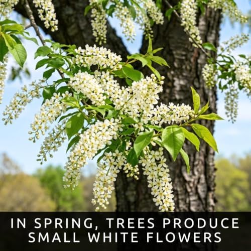 30 Black Cherry Tree Seeds | Prunus Serotina Native Tree Seeds - Image 5