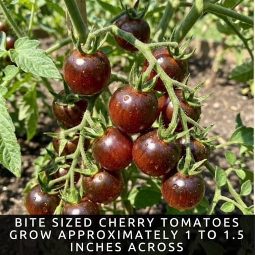 30 Black Cherry Tomato Seeds | Sweet Cherry Tomatoes - Image 3
