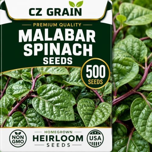 500 Malabar Spinach Seeds | Basella Alba Climbing Leafy Green Seeds by CZGrain