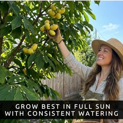 Pawpaw Tree Seeds | Asimina Triloba Native Fruit Tree | 5 Seeds - Image 6