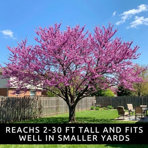 100 Redbud Tree Seeds | Flowering Tree Seeds - Image 3