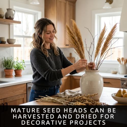 100 Broom Top Corn Seeds | Ornamental Broom Corn Seeds - Image 3