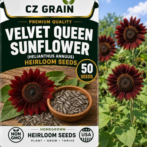 50 Velvet Queen Sunflower Seeds | Burgundy Red Flower Seeds by CZGrain