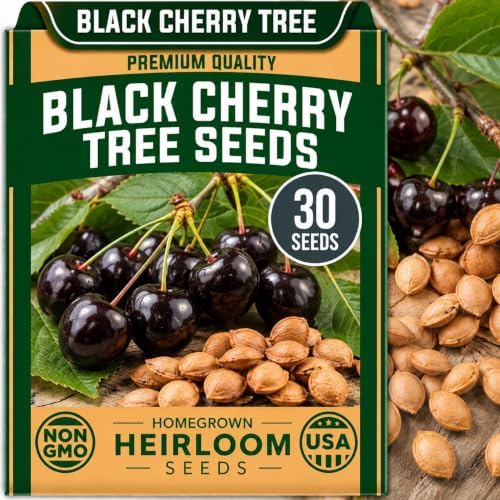 30 Black Cherry Tree Seeds | Prunus Serotina Native Tree Seeds by CZGrain