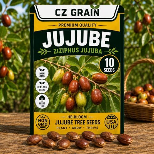 10 Jujube Tree Seeds | Ziziphus Jujuba Fruit Tree Seeds by CZGrain