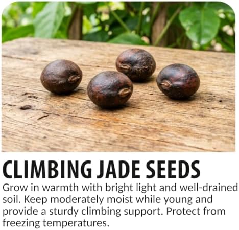 4 Climbing Jade Seeds | Tropical Climbing Vine Seeds - Image 6