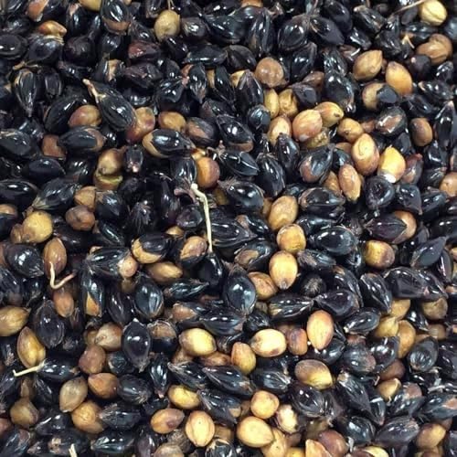 Texas Black Broom Corn Seeds Packet of 30 Seeds by PalmBeachMedicinalHerbs