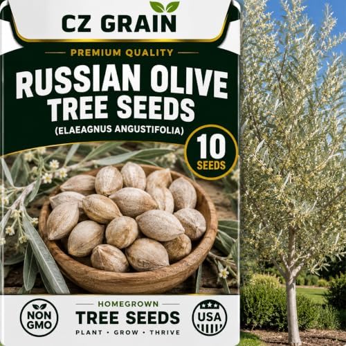 CZ Grain Seeds for Planting, 10 Russian Olive by CZGrain