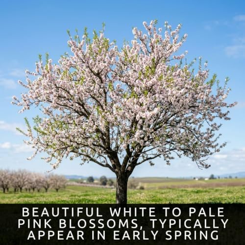 20 Almond Tree Seeds | Prunus Dulcis Edible Nut Tree Seeds - Image 3