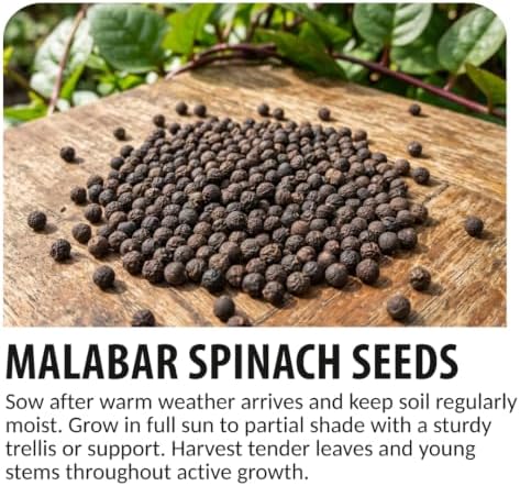 500 Malabar Spinach Seeds | Basella Alba Climbing Leafy Green Seeds - Image 4