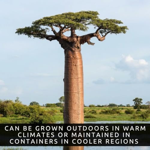 7 Baobab Tree Seeds | Exotic Tropical Bonsai Seeds - Image 2
