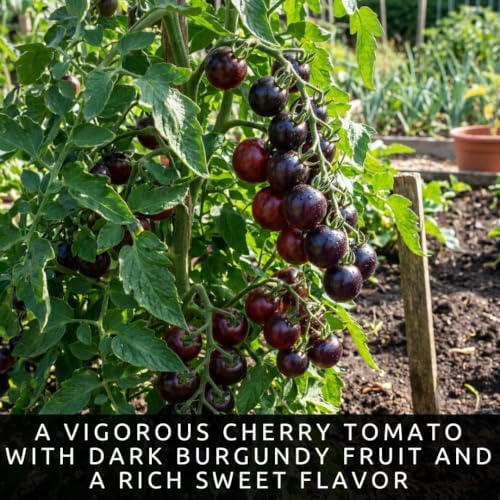 30 Black Cherry Tomato Seeds | Sweet Cherry Tomatoes - Image 2