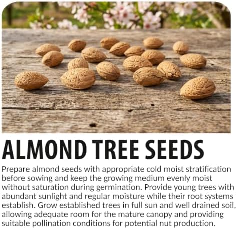 20 Almond Tree Seeds | Prunus Dulcis Edible Nut Tree Seeds - Image 4