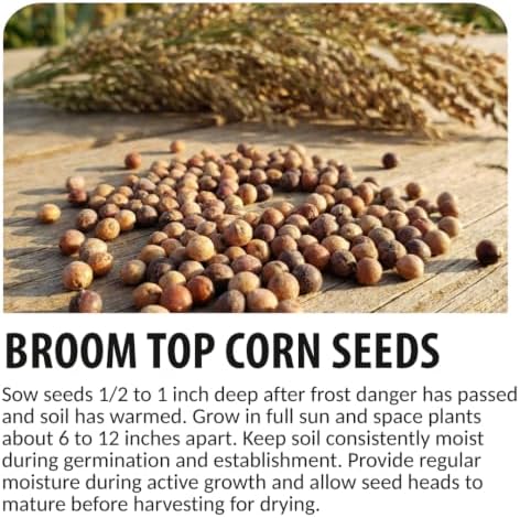 100 Broom Top Corn Seeds | Ornamental Broom Corn Seeds - Image 6
