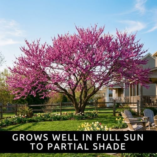 100 Redbud Tree Seeds | Flowering Tree Seeds - Image 2