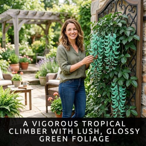 4 Climbing Jade Seeds | Tropical Climbing Vine Seeds - Image 5