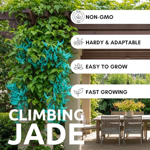 4 Climbing Jade Seeds | Tropical Climbing Vine Seeds - Image 2