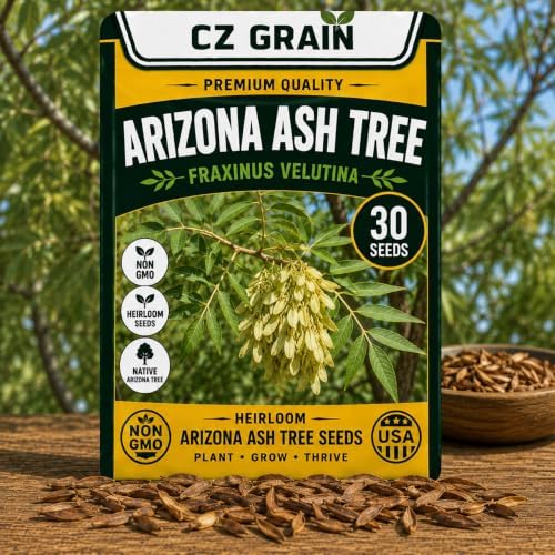 30 Arizona Ash Tree Seeds | Fraxinus Velutina Shade Tree Seeds by CZGrain