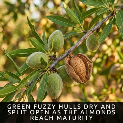 20 Almond Tree Seeds | Prunus Dulcis Edible Nut Tree Seeds - Image 6