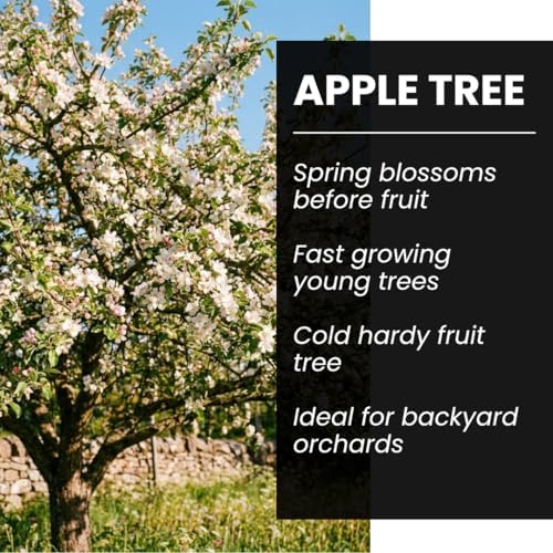 50 Apple Tree Seeds | Malus Domestica Fruit Tree Seeds - Image 6