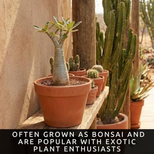 7 Baobab Tree Seeds | Exotic Tropical Bonsai Seeds - Image 5