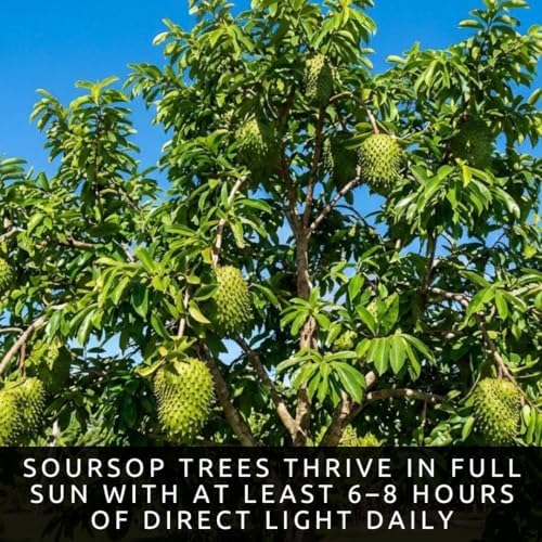 5 Soursop Seeds | Annona Muricata Tropical Fruit Tree Seeds - Image 2