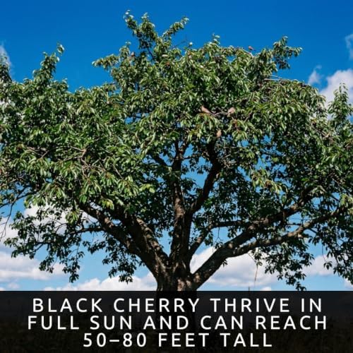 30 Black Cherry Tree Seeds | Prunus Serotina Native Tree Seeds - Image 2