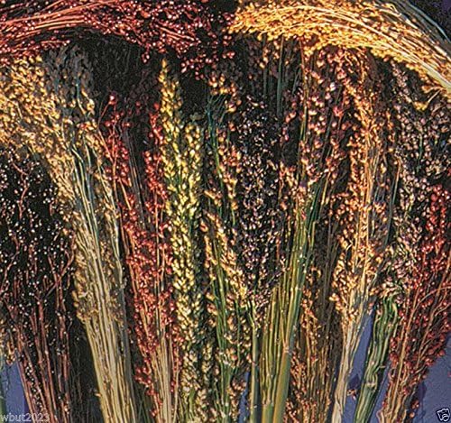 100 Seeds Broom Corn Seeds by Unknown