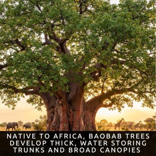 7 Baobab Tree Seeds | Exotic Tropical Bonsai Seeds - Image 3