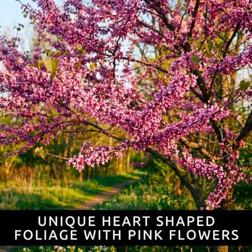 100 Redbud Tree Seeds | Flowering Tree Seeds - Image 5