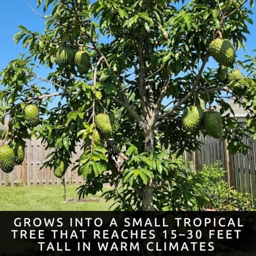 5 Soursop Seeds | Annona Muricata Tropical Fruit Tree Seeds - Image 3